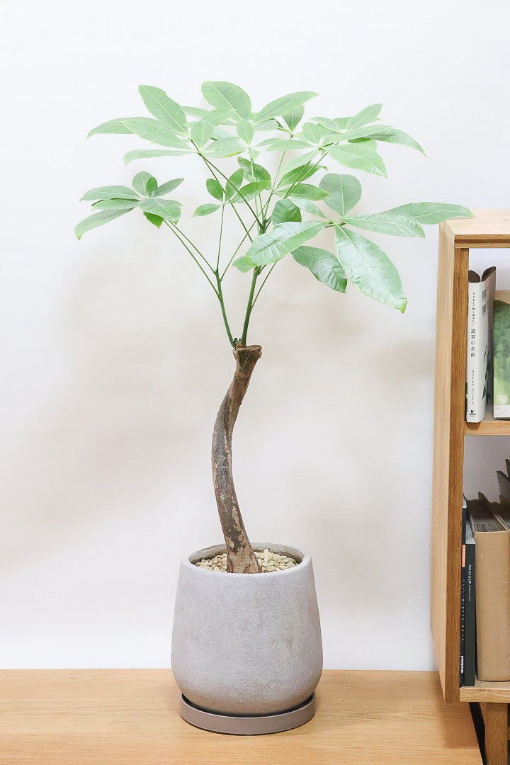 【GINGER掲載商品】 funako.様 カラーサンドアート 観葉植物 にこちゃん パキラ パキラ
