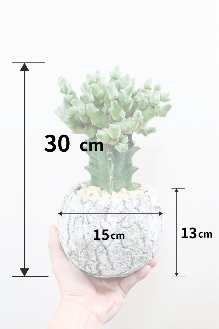 ユーフォルビア クリビコラST59129| 観葉植物の通信販売 | APEGO