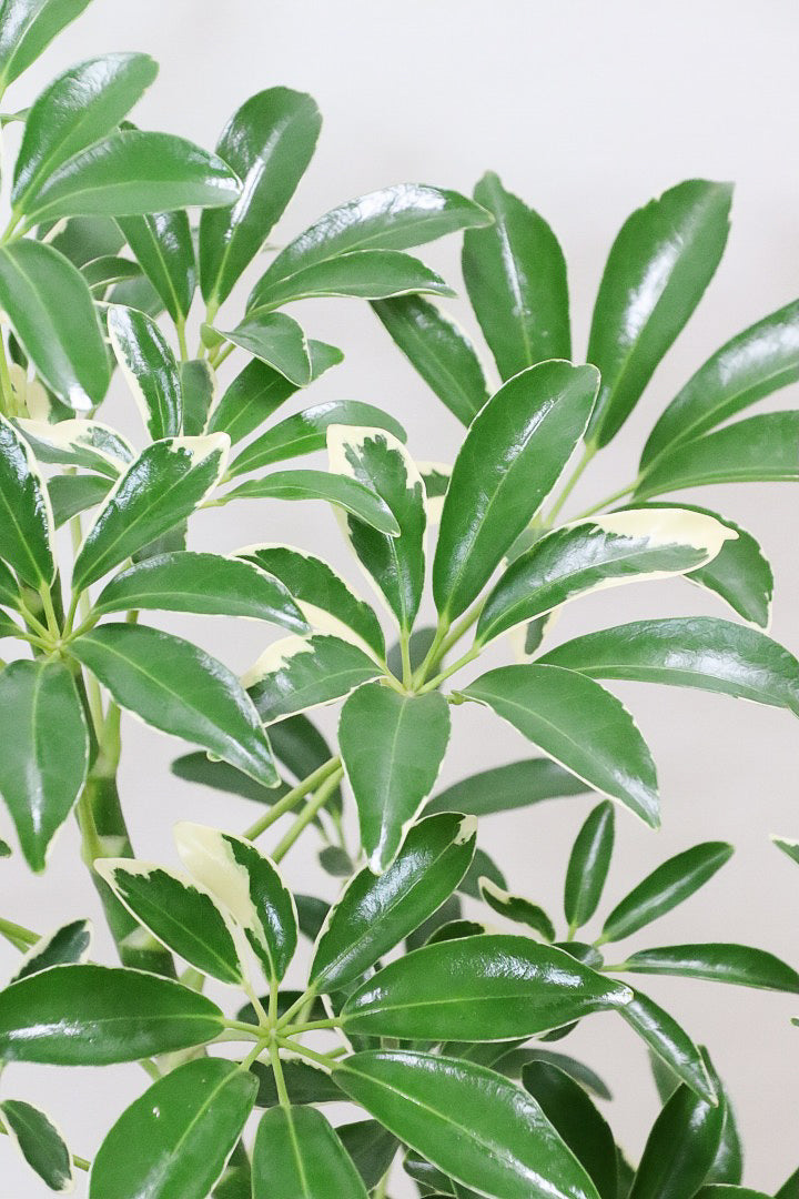 シェフレラ ムーンドロップSIV59132| 観葉植物の通信販売 シェフレラ ムーンドロップSIV59132| 観葉植物の通信販売