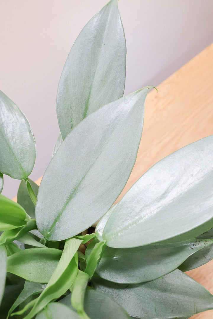 【シルバーメタル】久々の入荷！ボリュームがあります！葉の質感が特徴的な観葉植物です!!状態は最高に良いです！