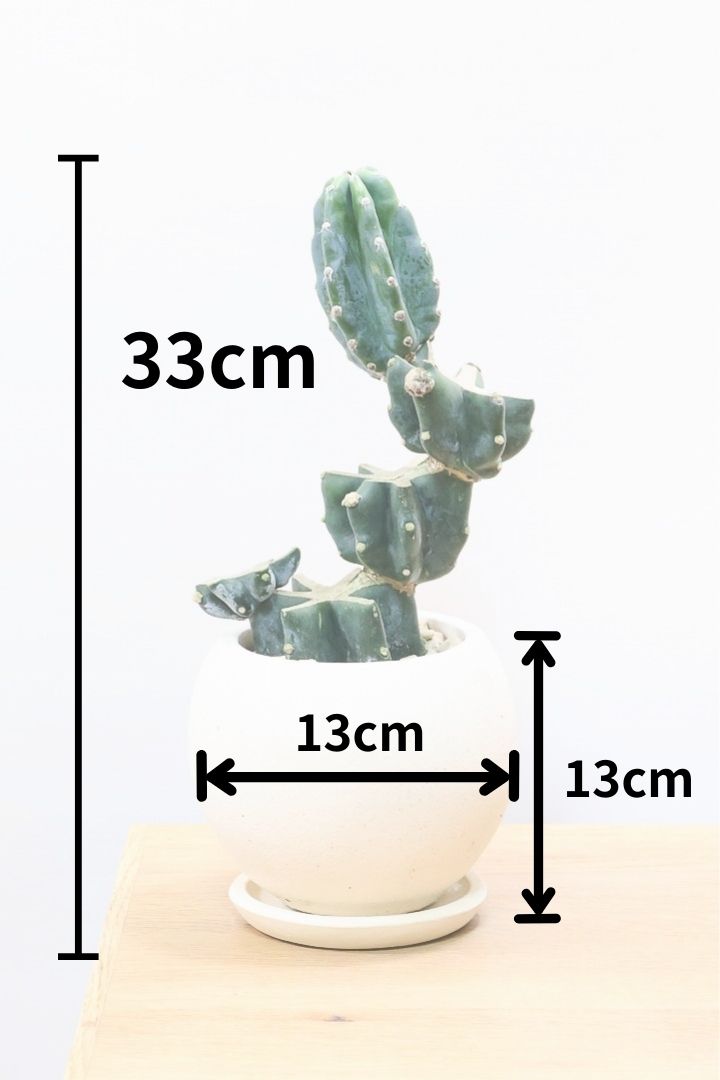 【サボテン 鬼面角】サボテンの中の王道の品種！何度も切り戻された年季の入った樹形です！