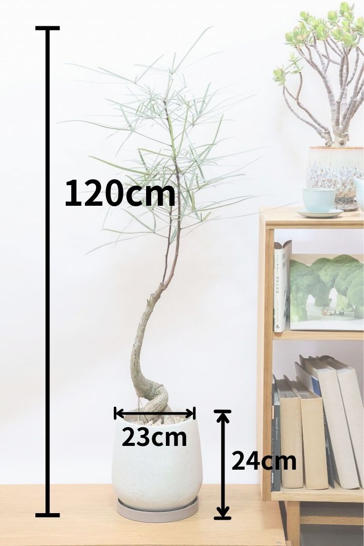 【ブラキキトン】超個性的な幹！この植物は寒さに強く丈夫で育てやすいのでおススメ！