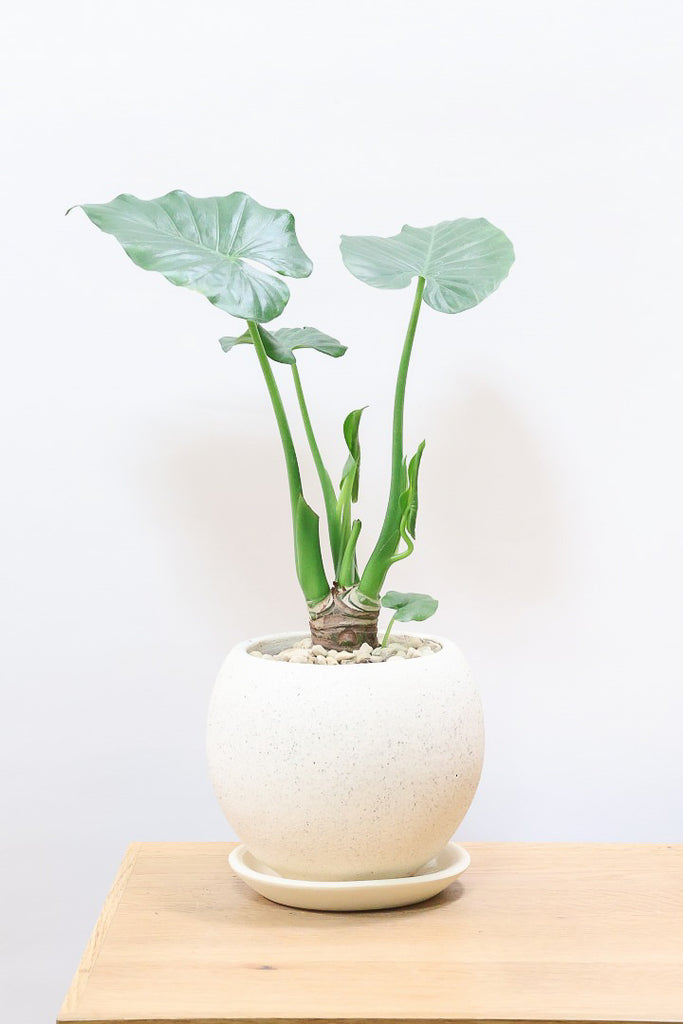 シマクワズイモ953｜観葉植物専門店「ワールドガーデン」