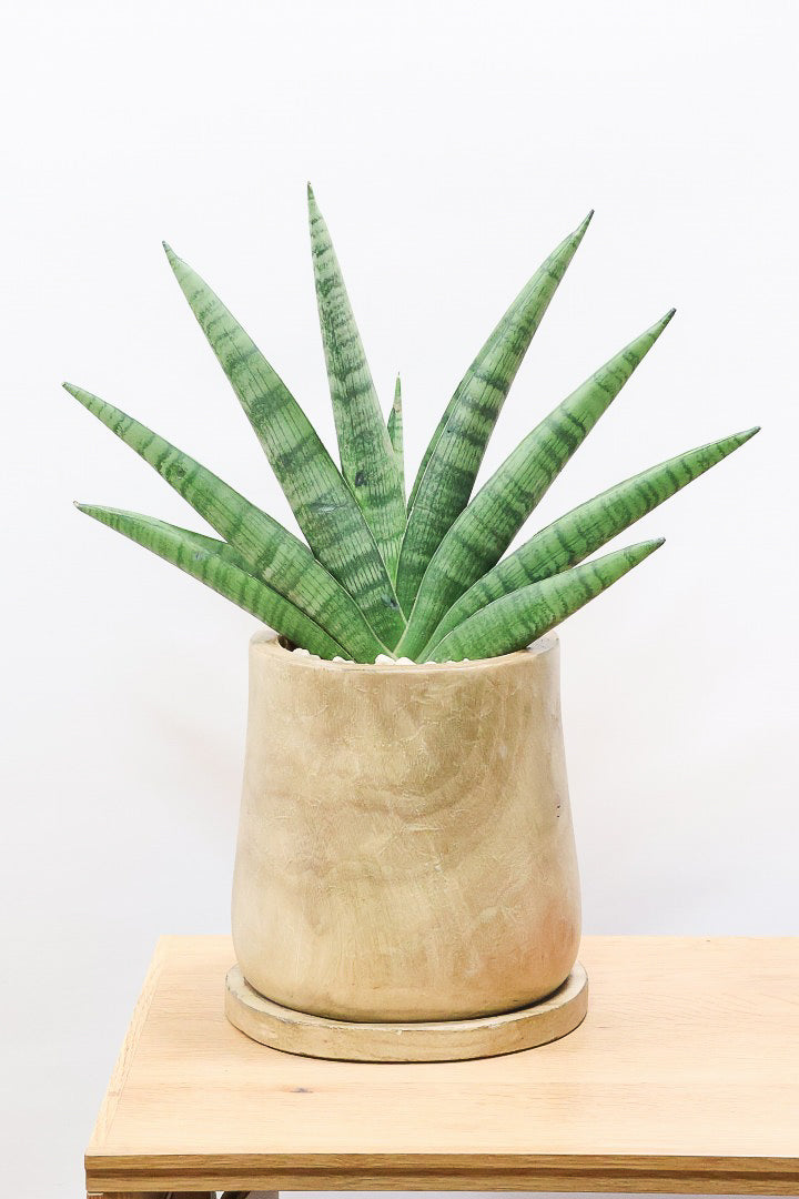 サンスベリア インディWW59234| 観葉植物の通信販売 | APEGO