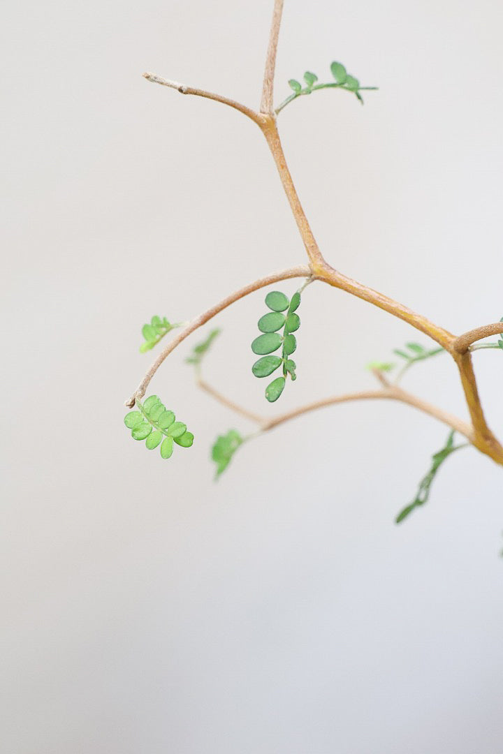 【ソフォラ リトルベイビー】ミニミニのかわいい葉っぱがかわいい!育てやすい観葉植物! 寒さに強い