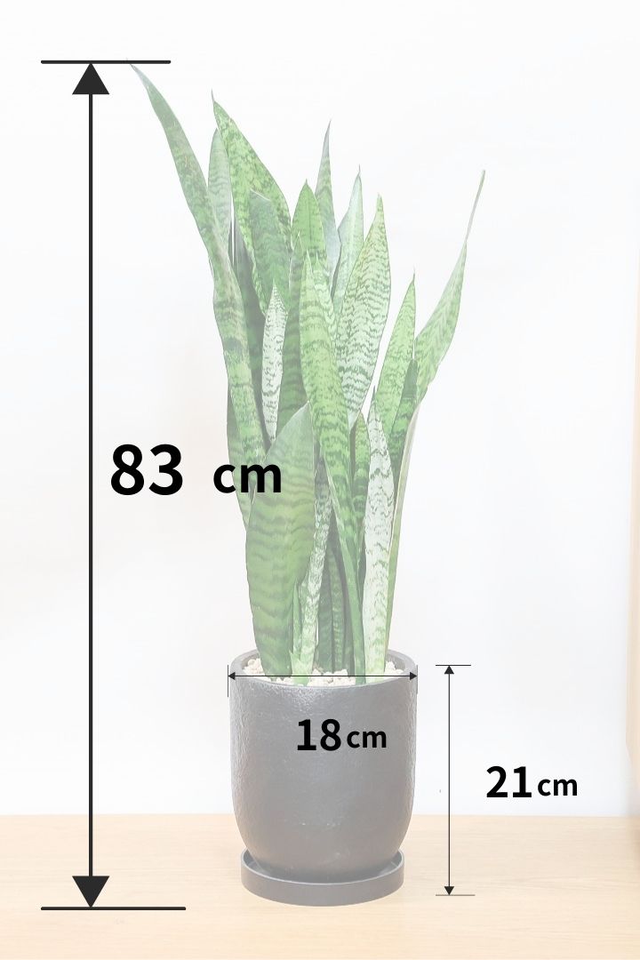 【サンスベリア ゼラニカ】シックな色合いの葉が人気。贈り物にも人気の観葉植物です