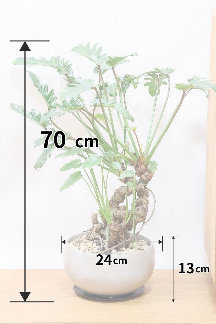 【クッカバラ】年季を感じるワイルドな幹のフォルムが特徴。このサイズは希少な観葉植物です！