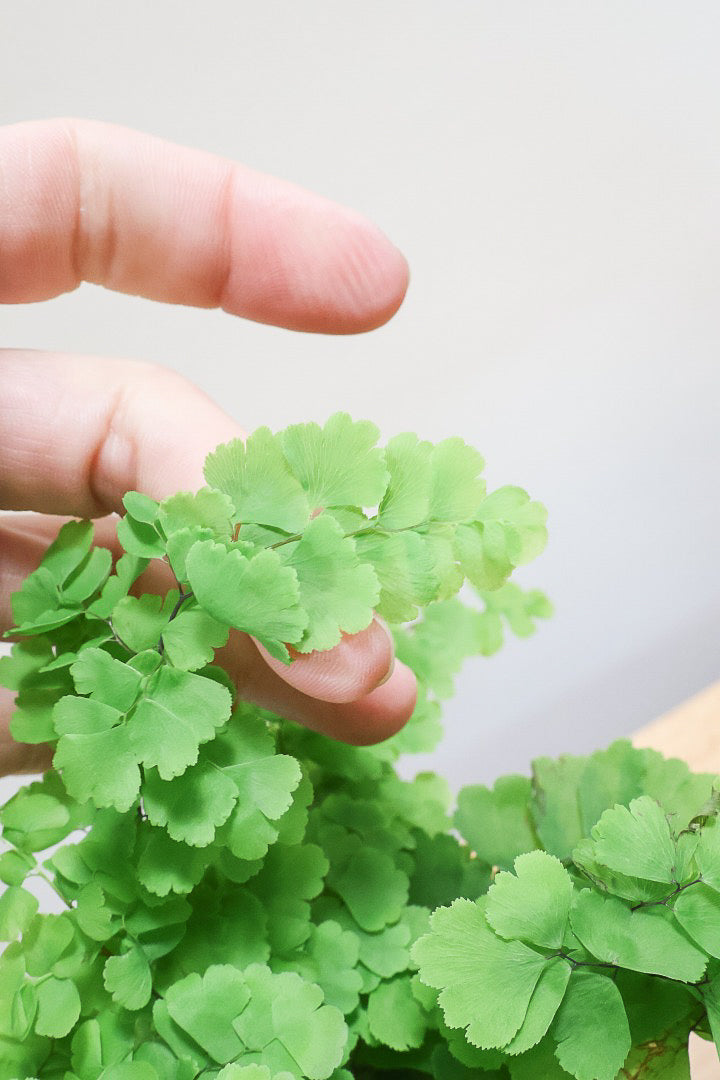 【アジアンタム モノカラー】ふわふわした雰囲気がとってもかわいい観葉植物! 今だけ入荷の限定商品！