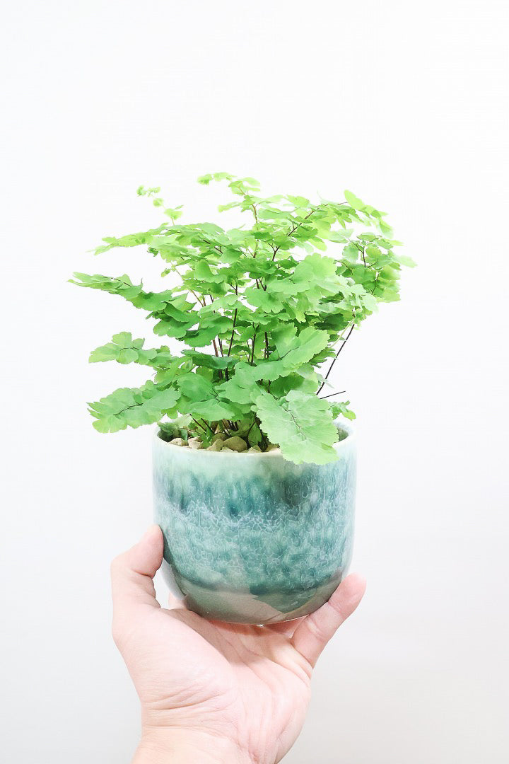 【アジアンタム モノカラー】ふわふわした雰囲気がとってもかわいい観葉植物! 今だけ入荷の限定商品！