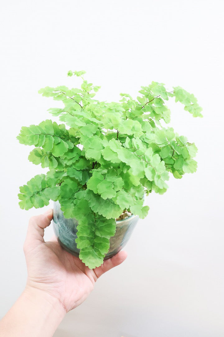 【アジアンタム モノカラー】ふわふわした雰囲気がとってもかわいい観葉植物! 今だけ入荷の限定商品！