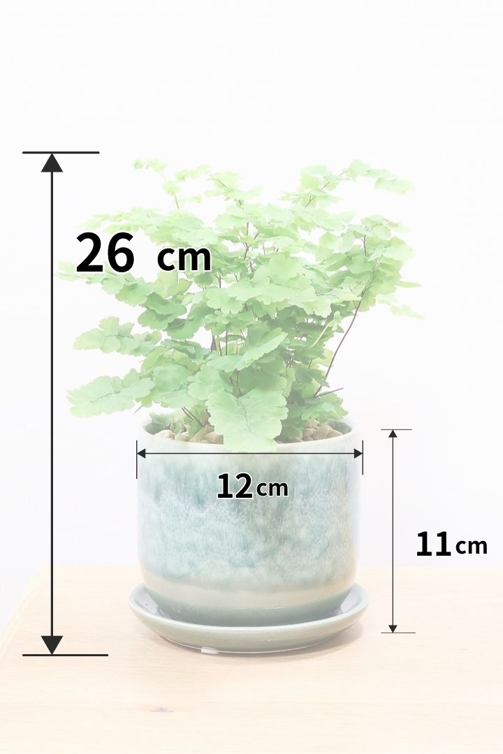 【アジアンタム モノカラー】ふわふわした雰囲気がとってもかわいい観葉植物! 今だけ入荷の限定商品！