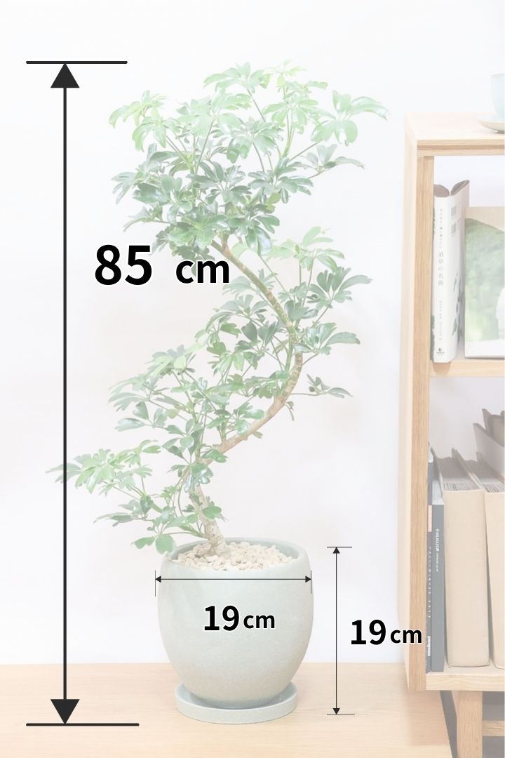 【シェフレラ レナータ】温暖な鹿児島県指宿市で育てられたとても美しい樹形です！葉っぱがかわいくてお手頃なサイズ！