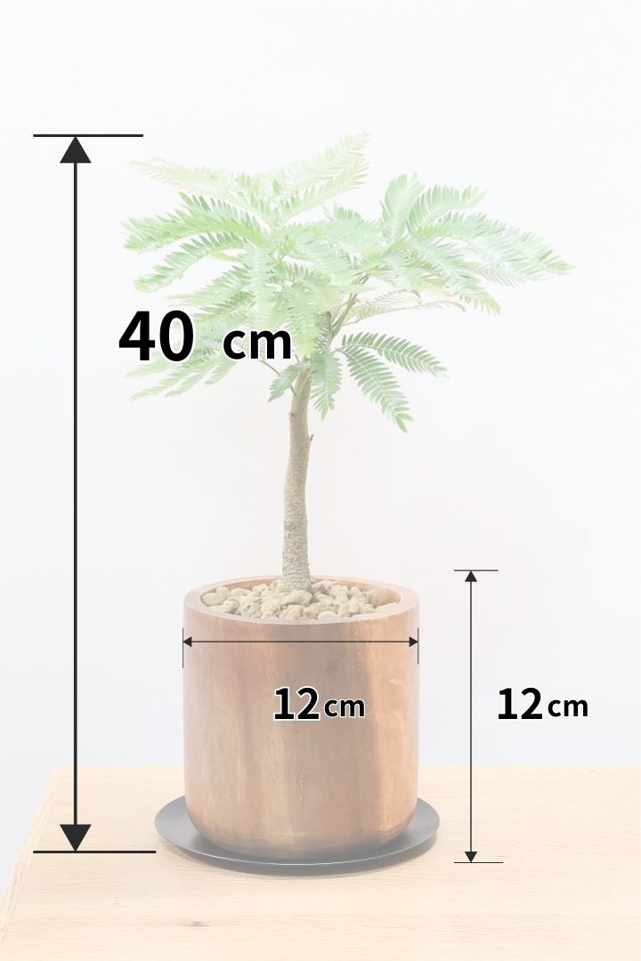 【エバーフレッシュ】木製のPOTが良い感じ！幹も太くてしっかりとした樹形です！