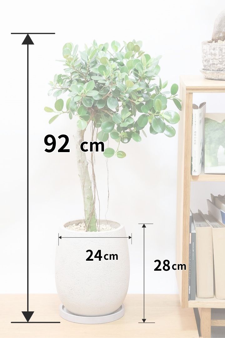 パンダガジュマルGIV59342| 観葉植物の通信販売 | APEGO(アペーゴ) パンダガジュマルGIV59342| 観葉植物の通信販売 | APEGO(アペーゴ)