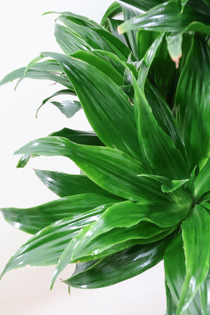 【ドラセナコンパクター】シンプルな樹形！雰囲気があるイイ感じの樹形だと思います。