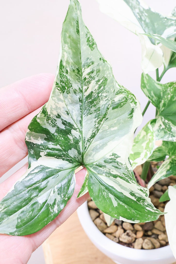 54 カリフォルニアゴールド シンゴニウムフレンチマーブル