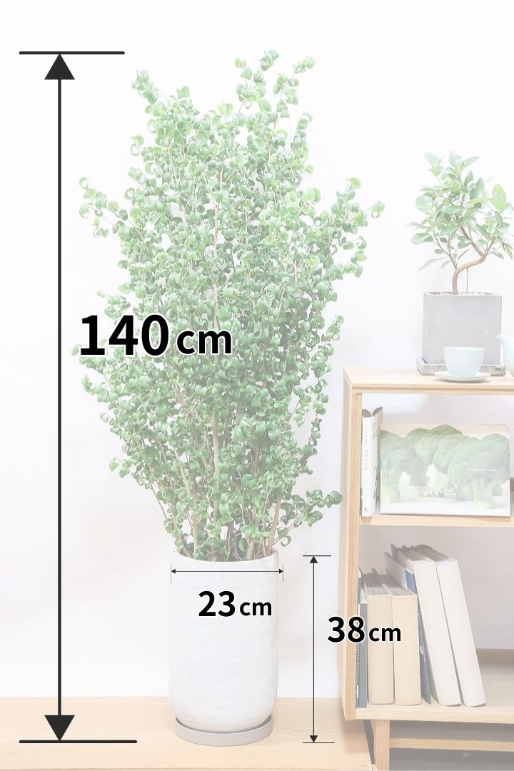 フィカス・ベンジャミナ・バロック M| 観葉植物通販 AND PLANTS