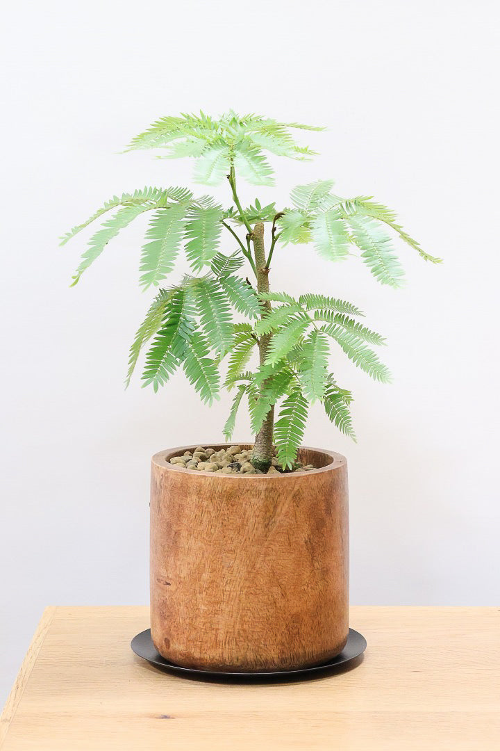8,501円～12,000円| 観葉植物の通信販売 | APEGO(アペーゴ)