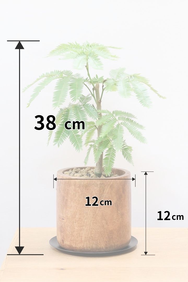 エバーフレッシュWW59410| 観葉植物の通信販売 | APEGO(アペーゴ) エバーフレッシュWW59410| 観葉植物の通信販売 | APEGO(アペーゴ)
