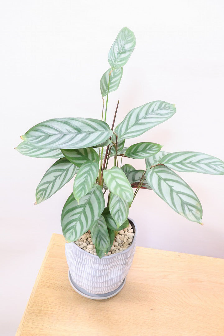 greentomatoさま クテナンテ セトサMMGL59420| 観葉植物の通信販売 | APEGO(アペーゴ)