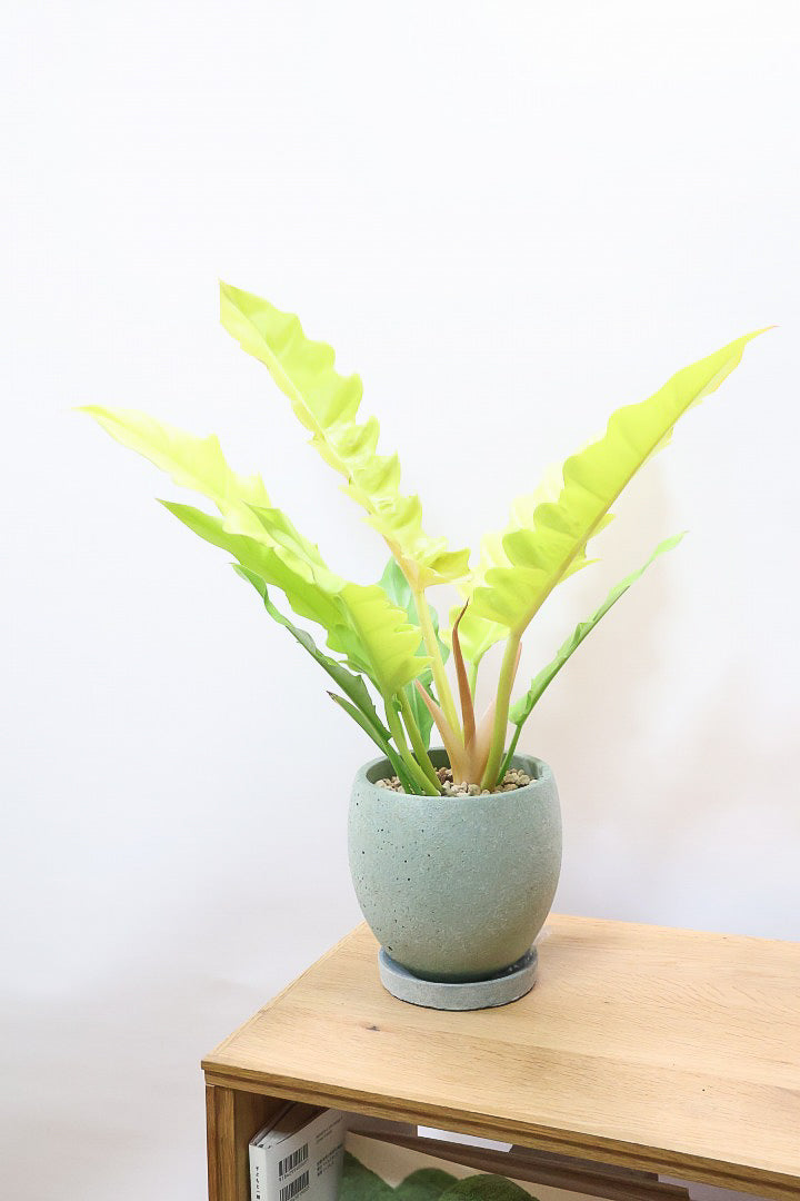 フィロデンドロン ゴールデンクロコダイルGR59423| 観葉植物の