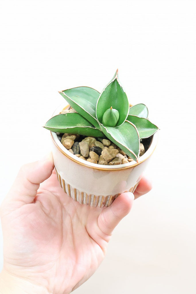 サンスベリア サムライSIV59440| 観葉植物の通信販売 | APEGO サンスベリア サムライSIV59440| 観葉植物の通信販売 | APEGO