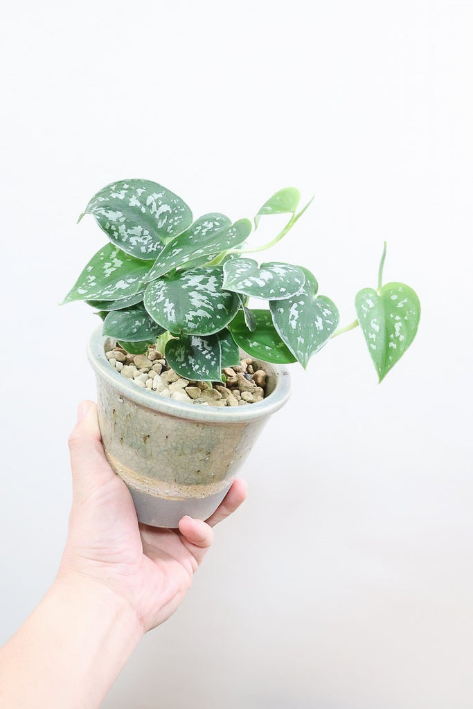 スキンダプサス CGLアルギレウスCGL59441| 観葉植物の通信販売
