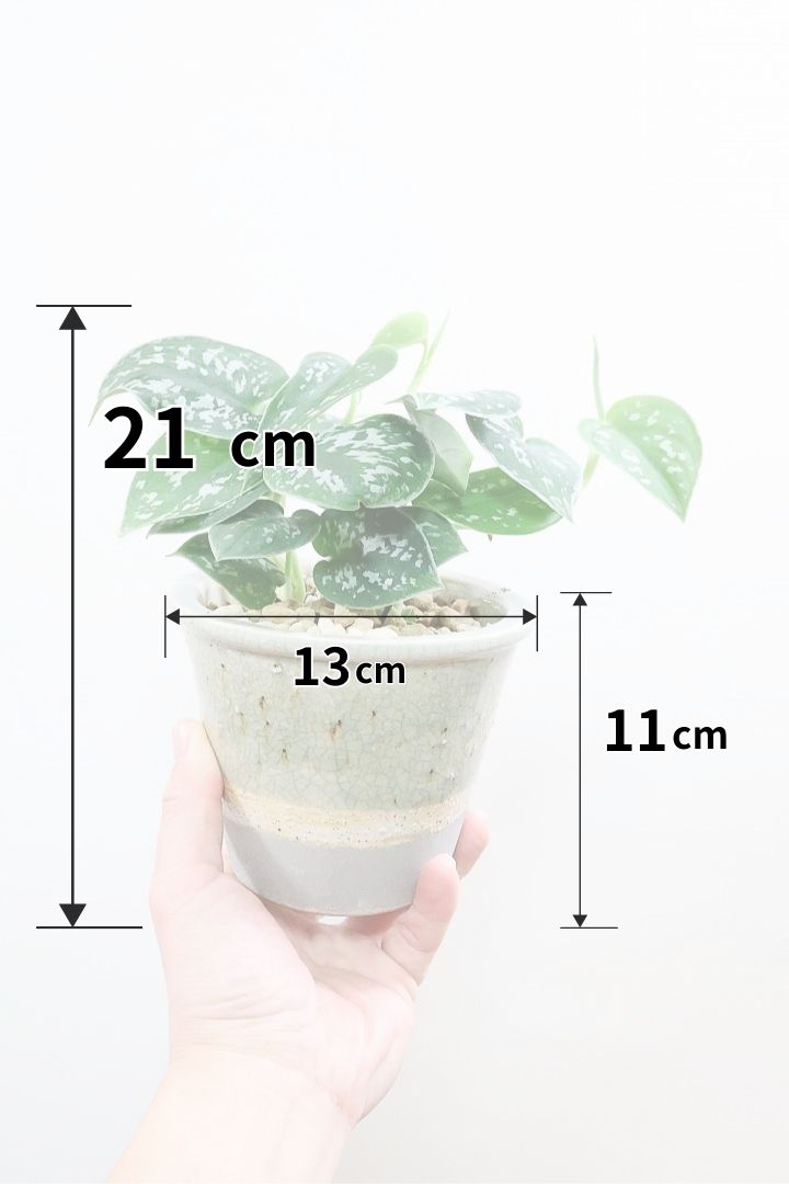 スキンダプサス CGLアルギレウスCGL59441| 観葉植物の通信販売