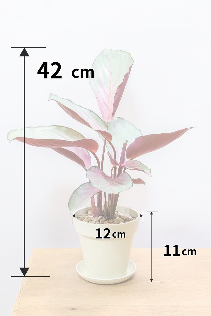 現品】フィカス・ベンガレンシス・オードリー 7号 曲がり 白セラアート