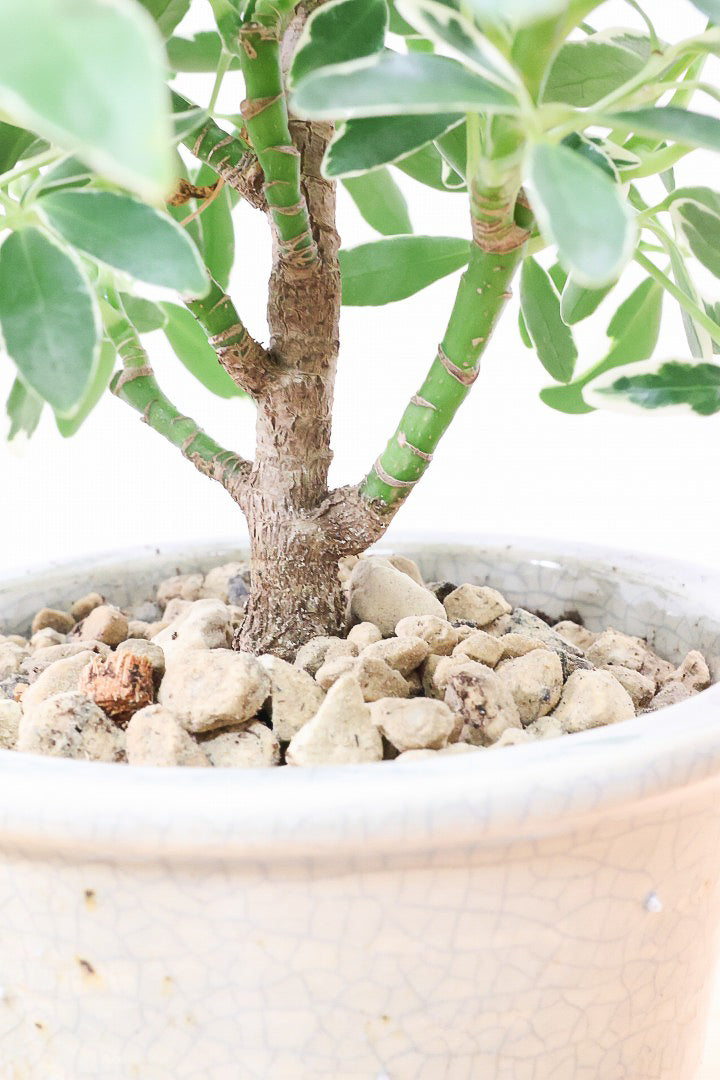 シェフレラ ムーンドロップCGL59478| 観葉植物の通信販売