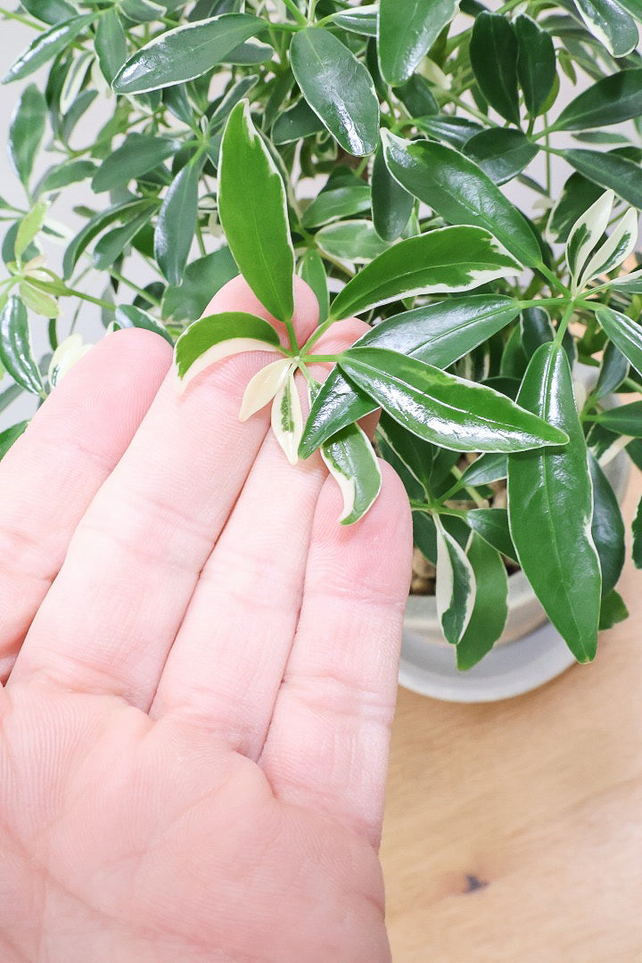 シェフレラ ムーンドロップCGL59478| 観葉植物の通信販売 シェフレラ ムーンドロップCGL59478| 観葉植物の通信販売