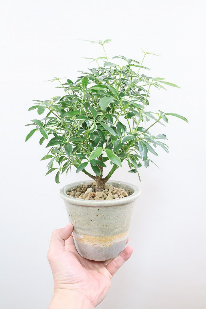 シェフレラ ムーンドロップCGL59478| 観葉植物の通信販売