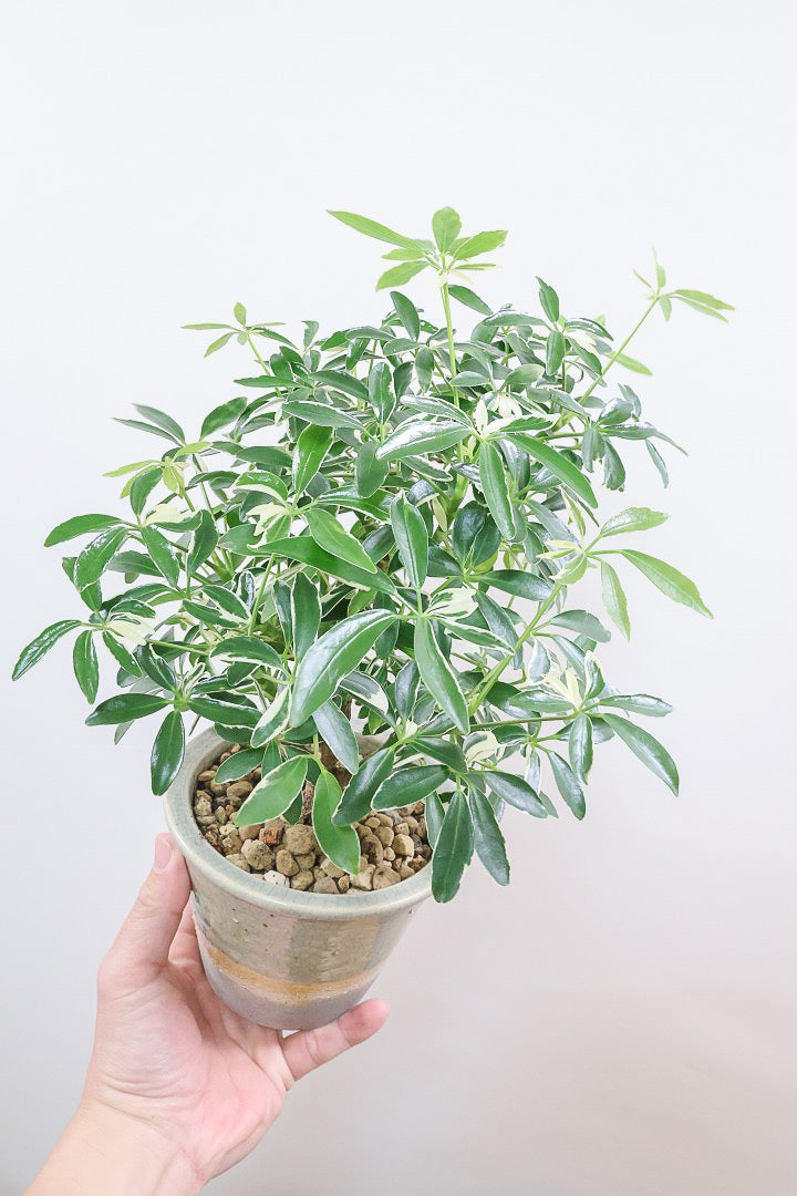 シェフレラ ムーンドロップCGL59478| 観葉植物の通信販売
