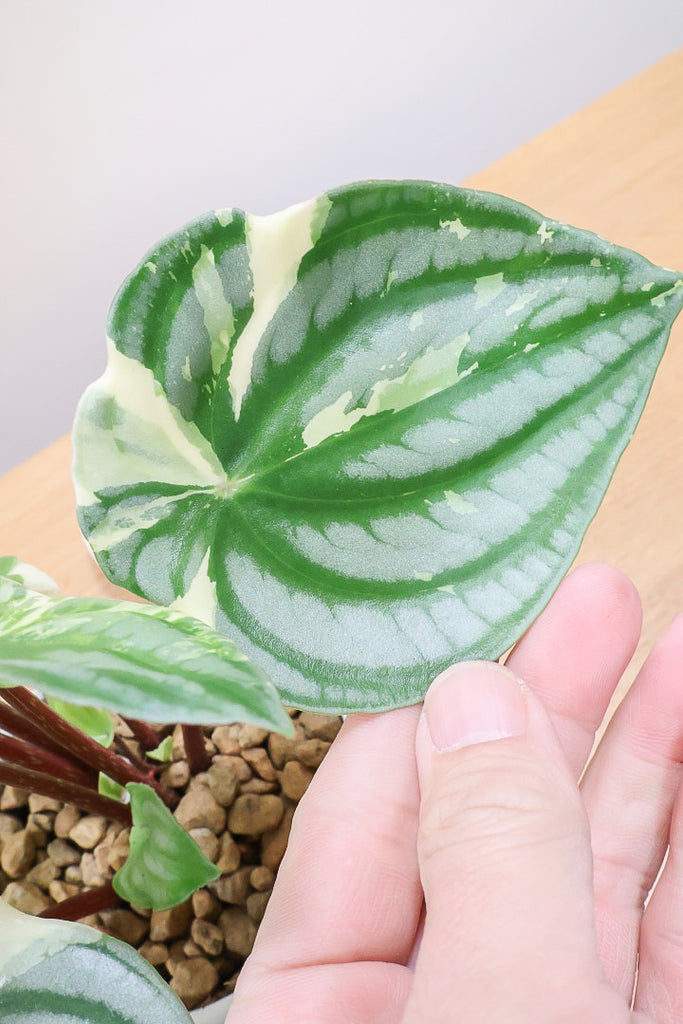 ペペロミア サンデルシー バリエガタW59504| 観葉植物の通信販売