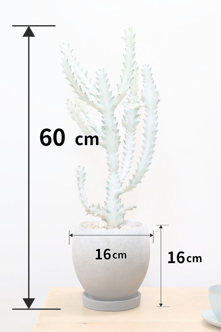 ユーフォルビア ラクティア ホワイトゴーストGL59522| 観葉植物