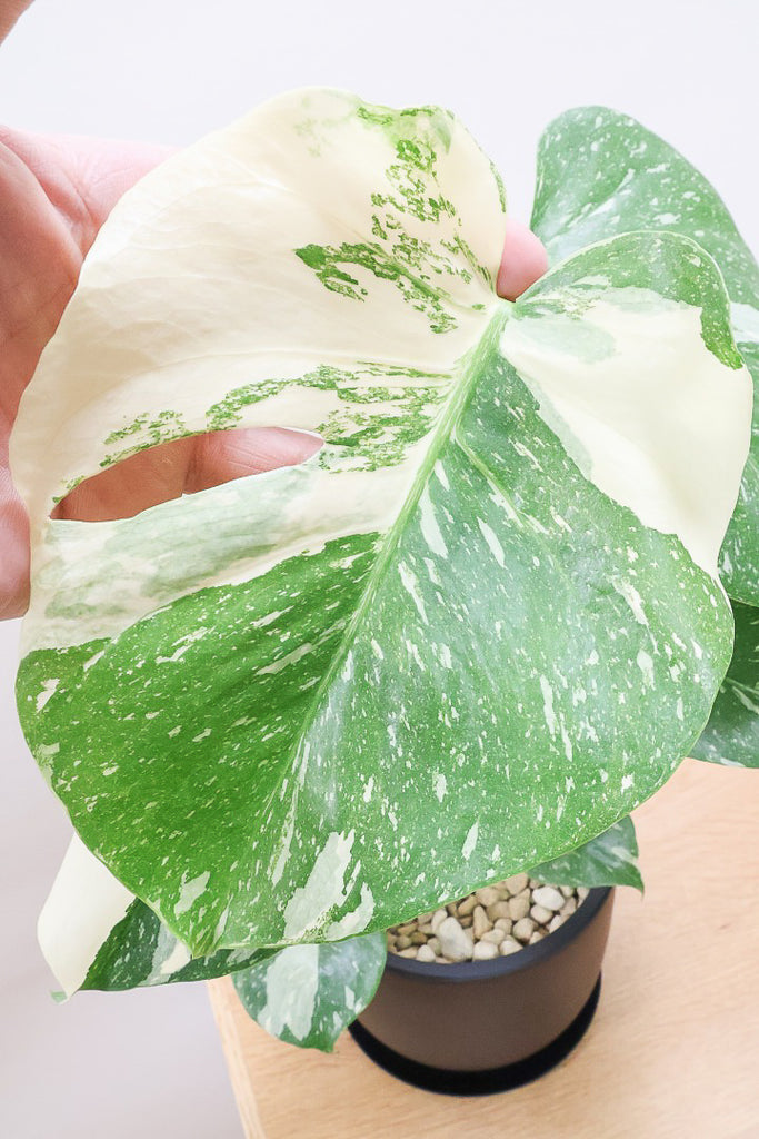 モンステラ タイコンステレーションPK59523A| 観葉植物の通信