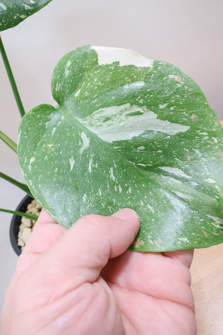 モンステラ タイコンステレーションPK59524B| 観葉植物の通信 モンステラ タイコンステレーションPK59524B| 観葉植物の通信