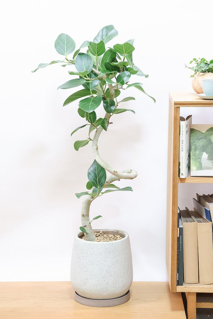 送料無料】人気の大型サイズ | 観葉植物の通信販売 | APEGO 送料無料】人気の大型サイズ | 観葉植物の通信販売 | APEGO