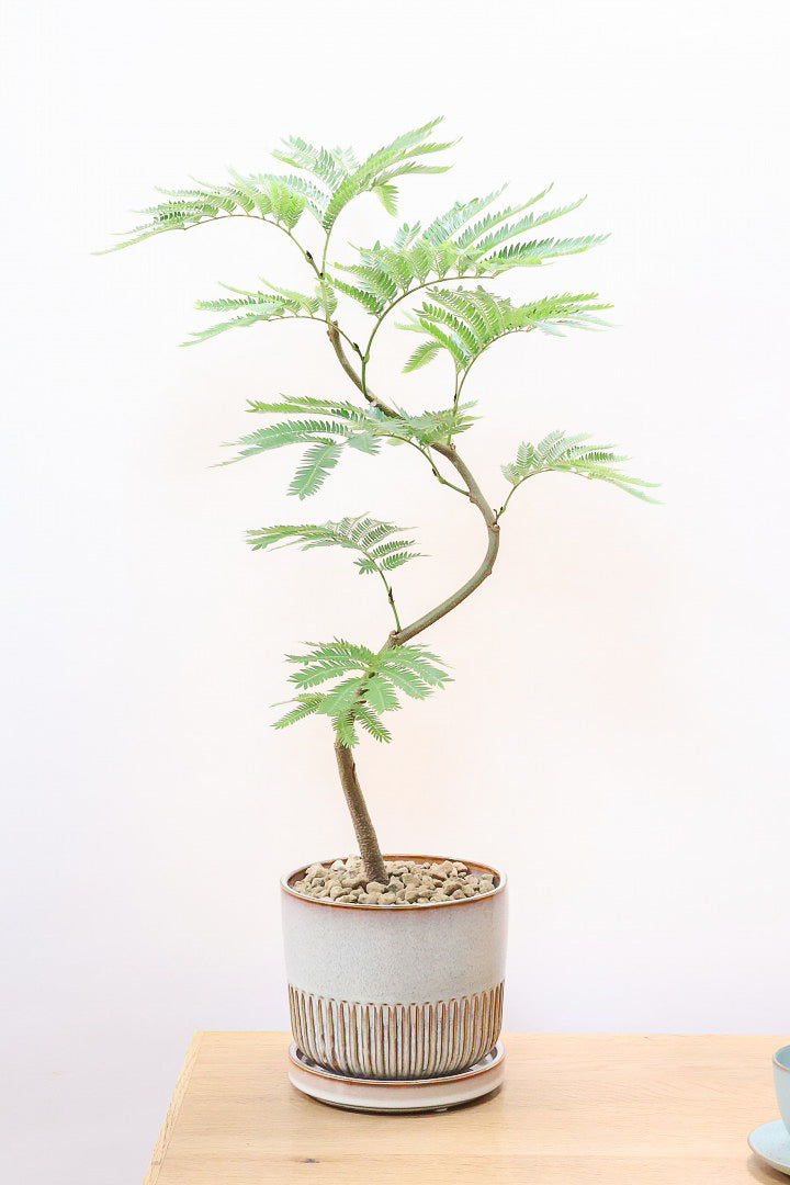 8,501円～12,000円| 観葉植物の通信販売 | APEGO(アペーゴ)