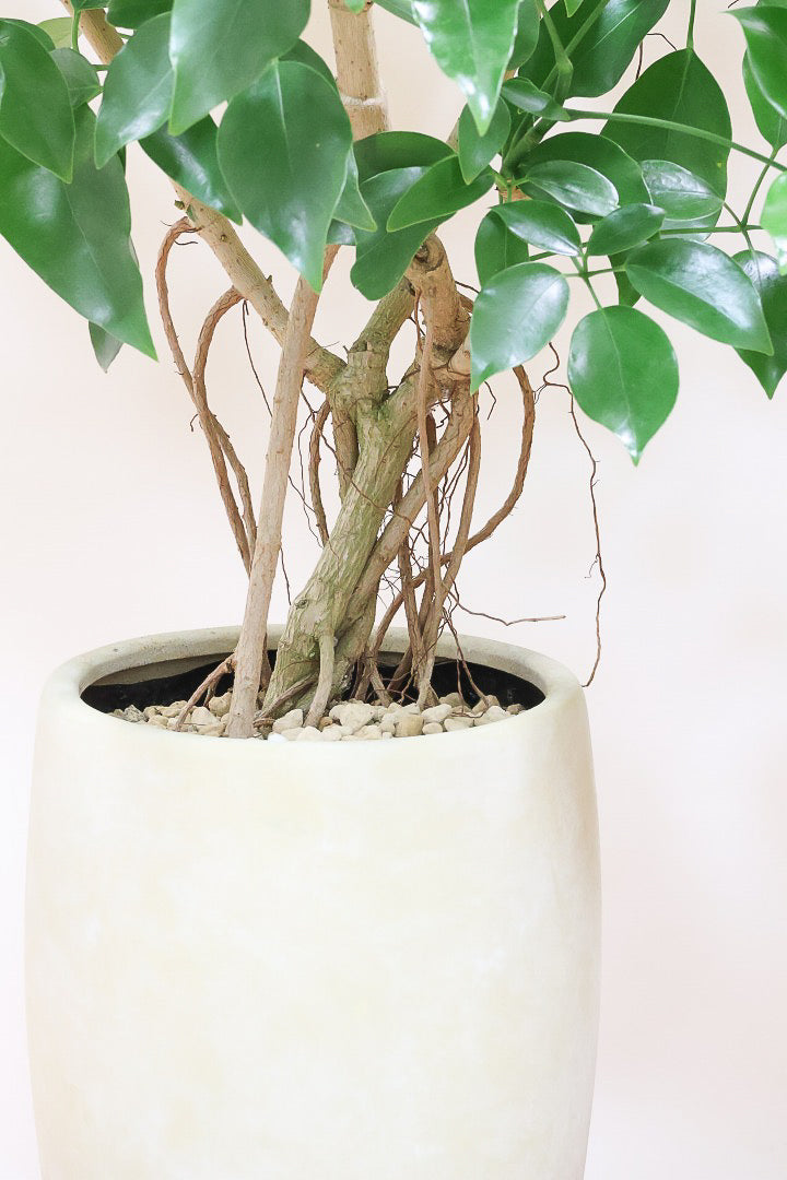 シェフレラ エリプティカY59539| 観葉植物の通信販売 | APEGO