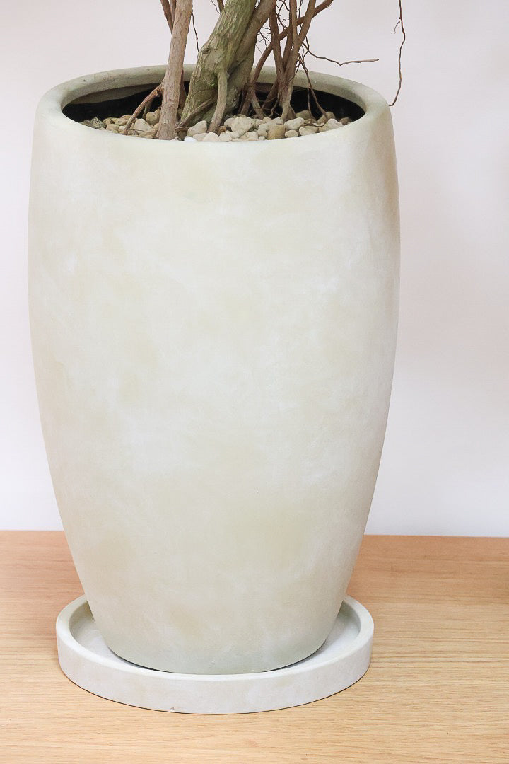 シェフレラ エリプティカY59539| 観葉植物の通信販売 | APEGO