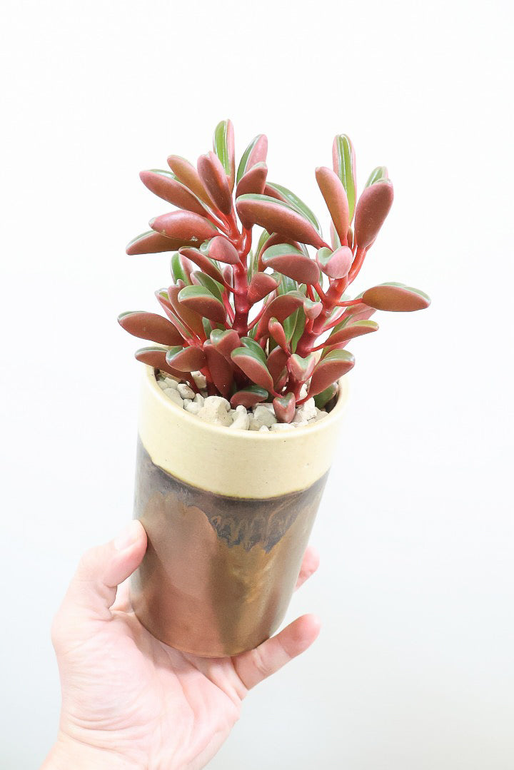 5,001円~8,500円| 観葉植物の通信販売 | APEGO(アペーゴ) 5,001円~8,500円| 観葉植物の通信販売 | APEGO(アペーゴ)