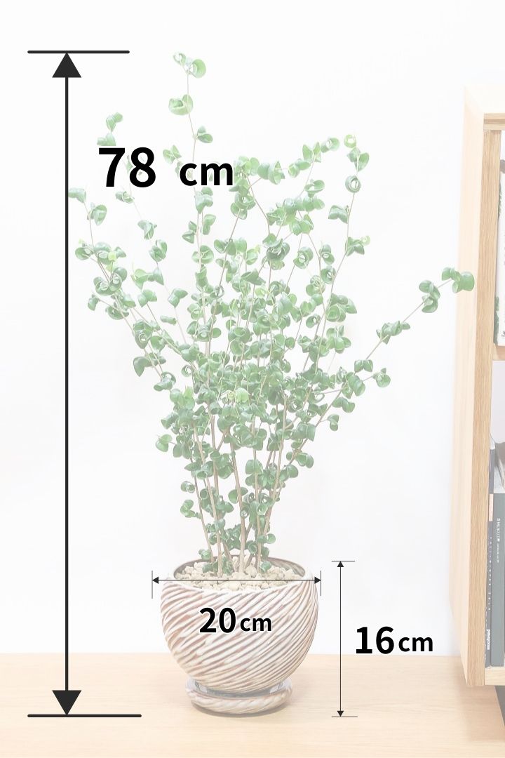 フィカス・ベンジャミナ・バロック M| 観葉植物通販 AND PLANTS