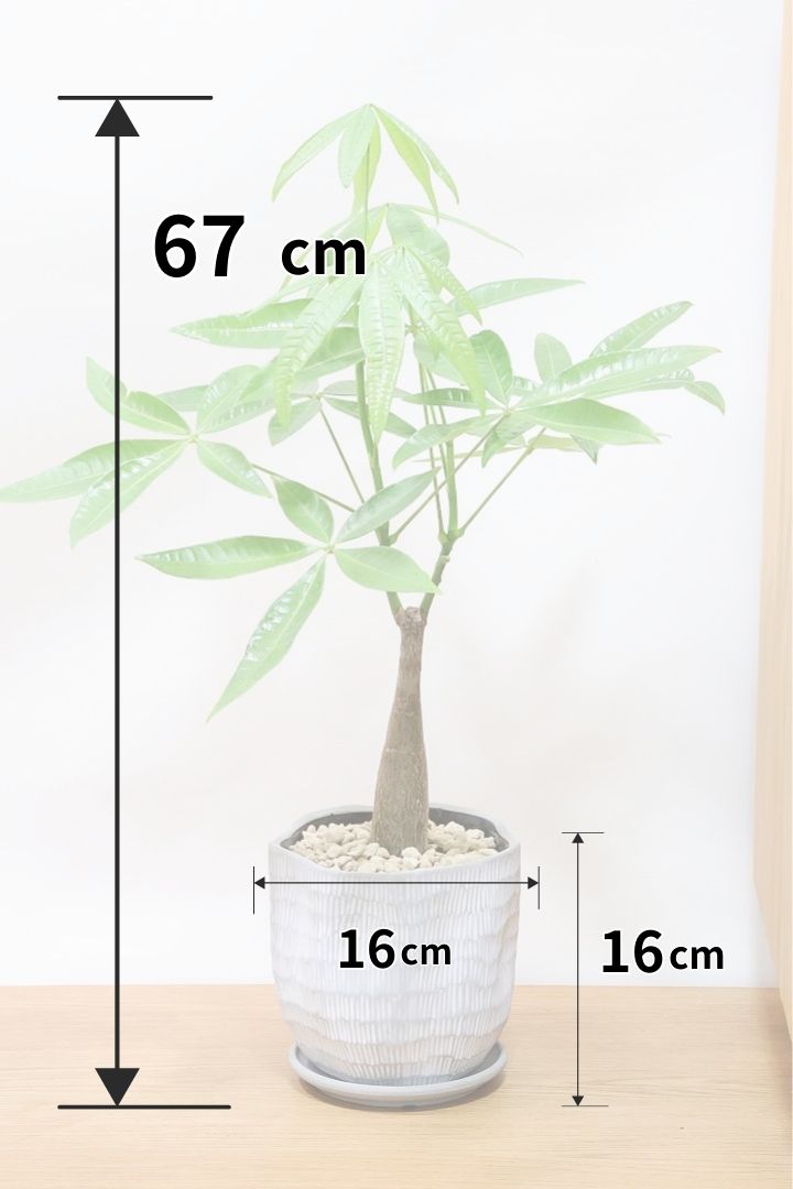 パキラMMGL5567観葉植物の通信販売 | APEGO(アペーゴ)