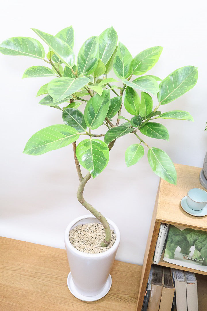 蘇鉄 ソテツ 観葉 植物 ミニなのに本格派。四年ものソテツ（蘇鉄