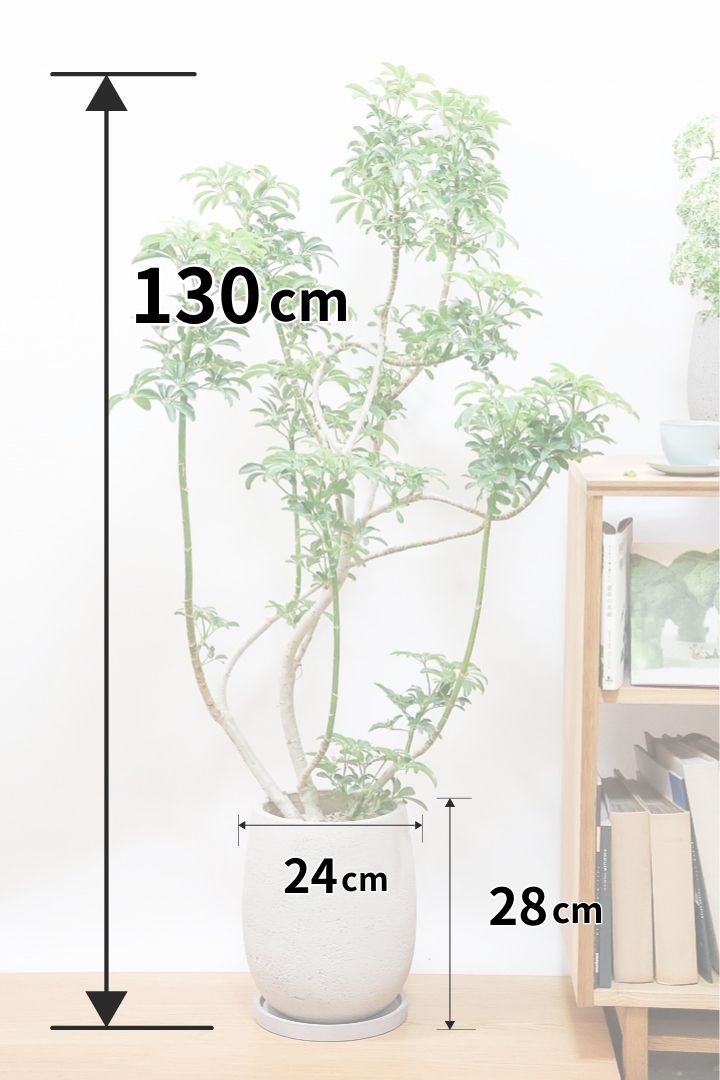 観葉植物 シェフレラ コンパクタ 5号 Vibes Fold Pot (バイブ