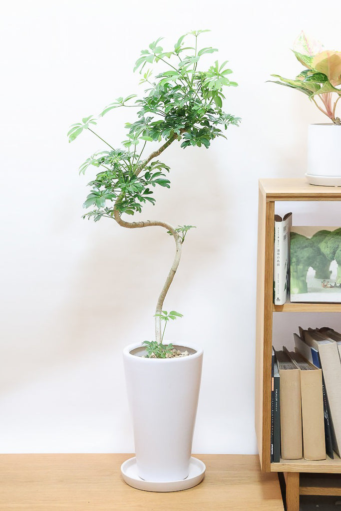 シェフレラ・レナータ 02191 販売・通販 ［詳細ページ］ *tree tree*
