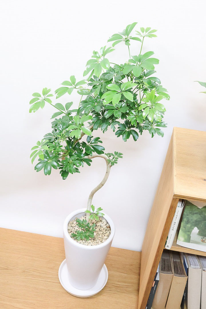 シェフレラ レナータW59574| 観葉植物の通信販売 | APEGO(アペーゴ)