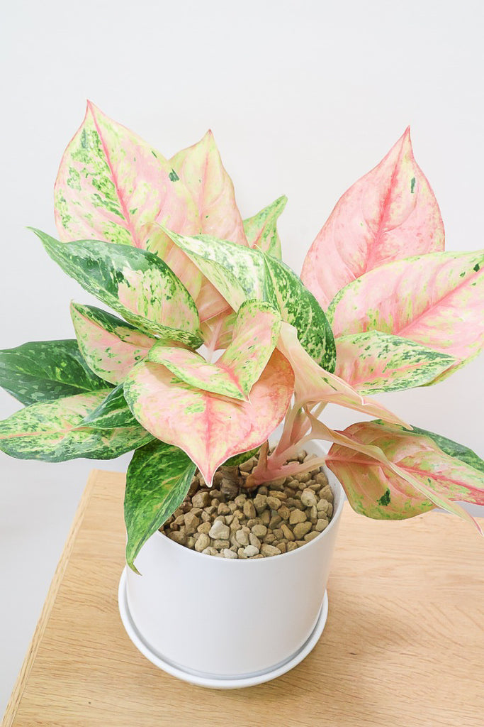 希少品種 アグラオネマ アンヤマニーレッド 観葉植物 植物