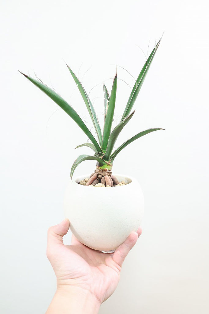 ユッカ WカルネロサーナW59578| 観葉植物の通信販売 | APEGO ユッカ WカルネロサーナW59578| 観葉植物の通信販売 | APEGO